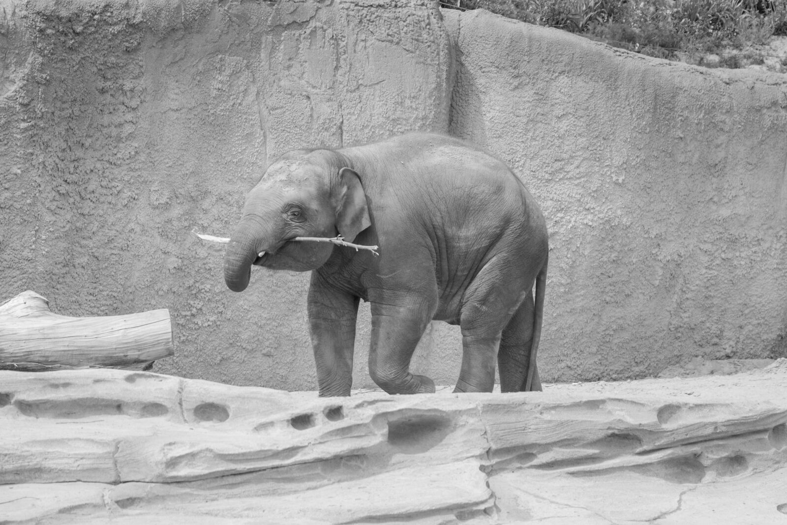 Nikon D600 sample photo. Elephant, black, white photography