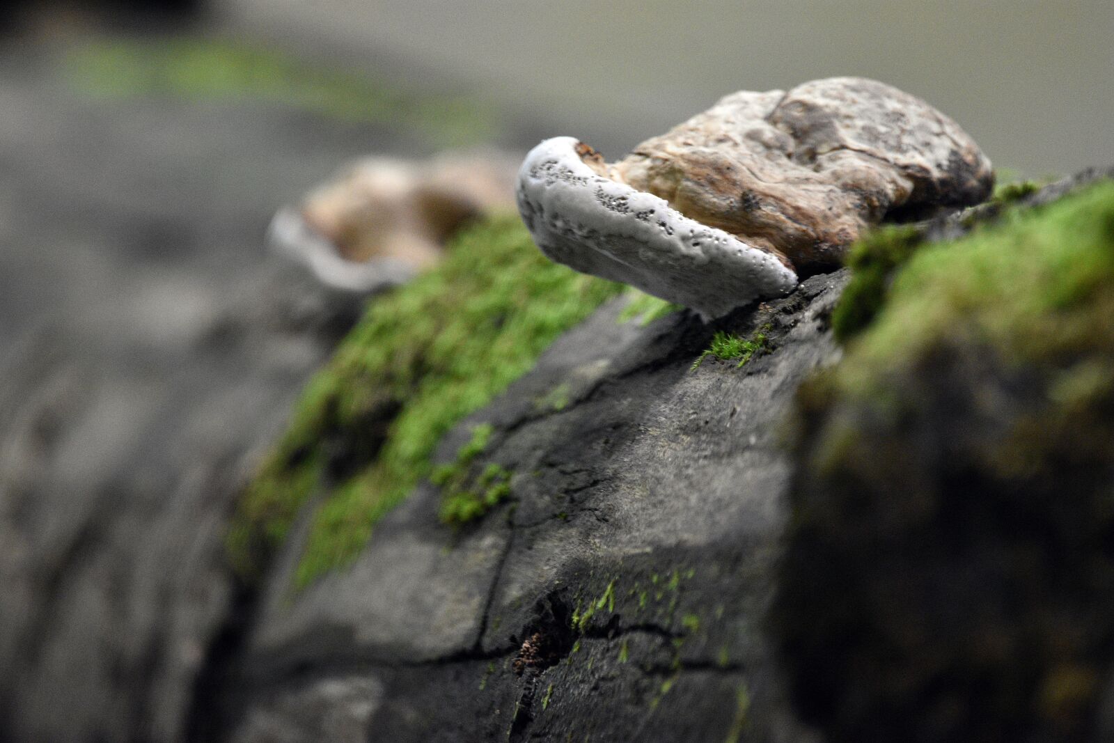 Nikon D3400 sample photo. Hub, mushroom, forest photography