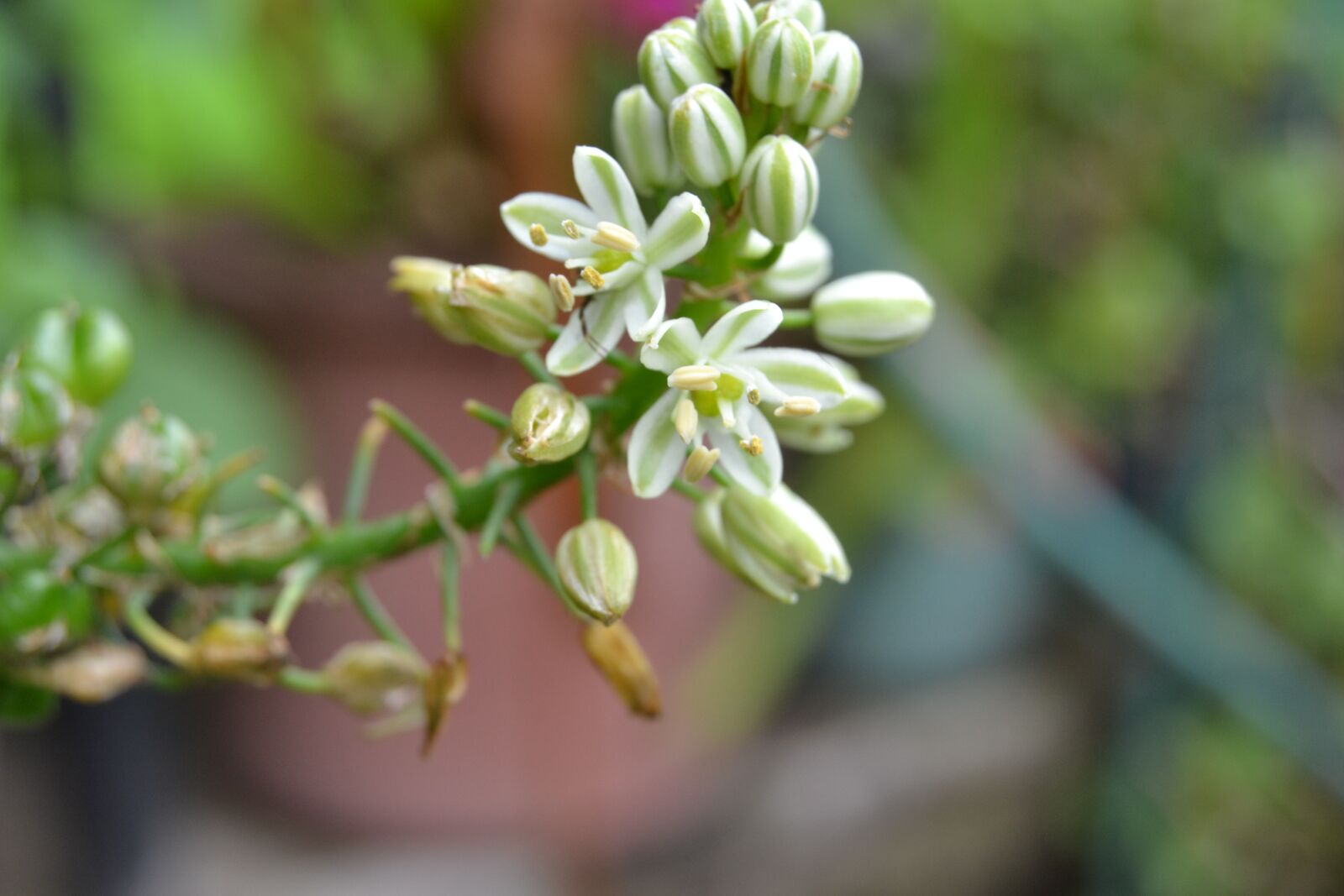 Nikon D3100 sample photo. Flowers, white, flower photography