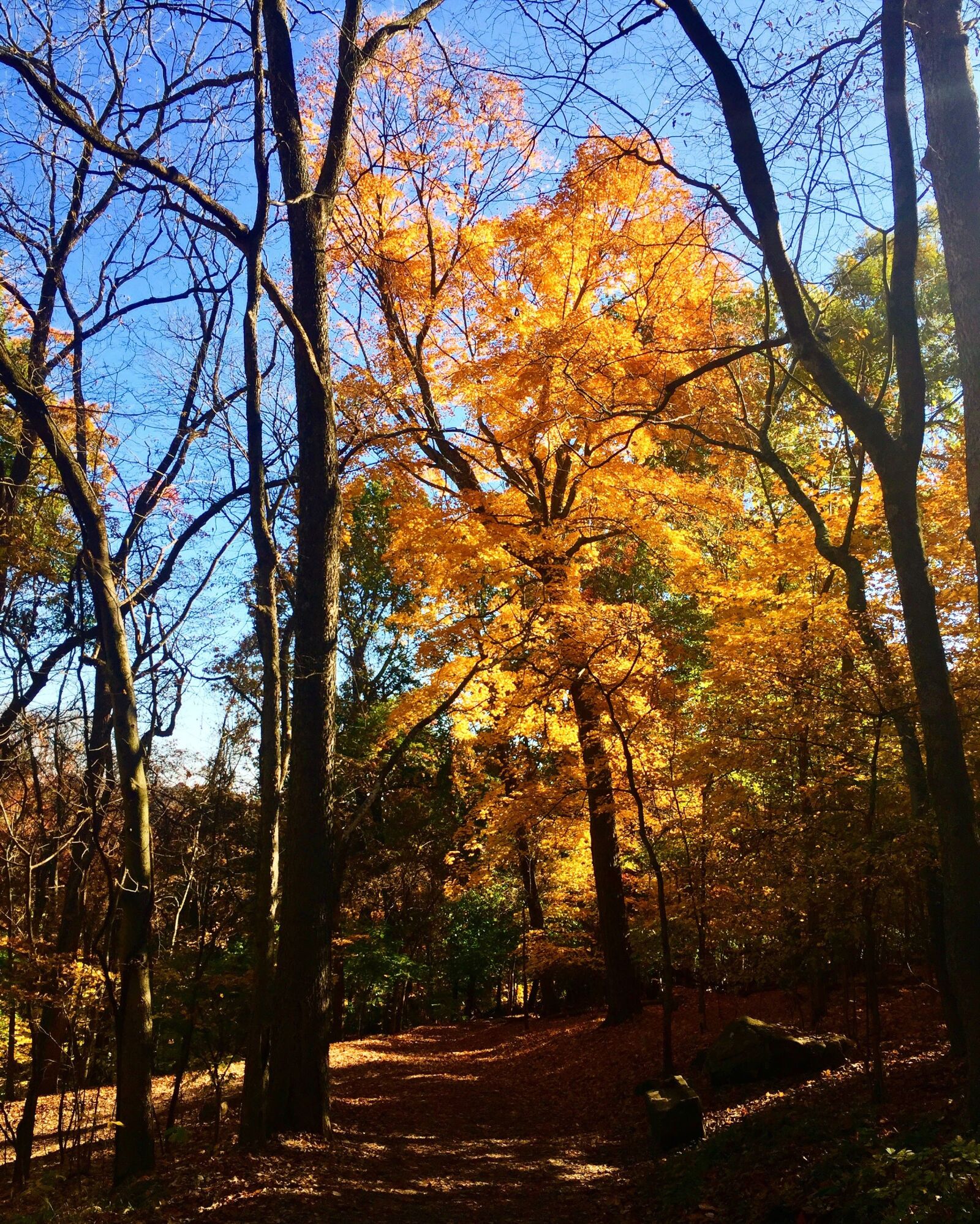 Apple iPhone 6 Plus sample photo. Fall, woods, autumn photography