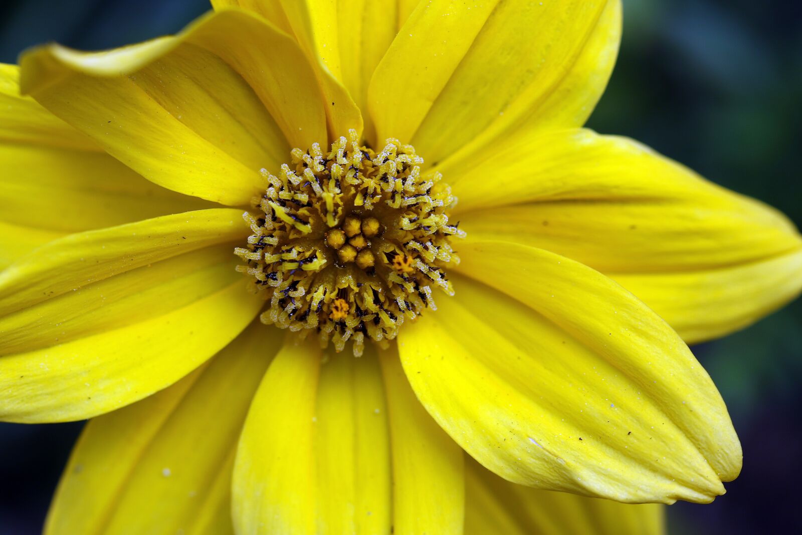 Canon EOS 7D Mark II sample photo. Bidens frondosa, yellow flower photography