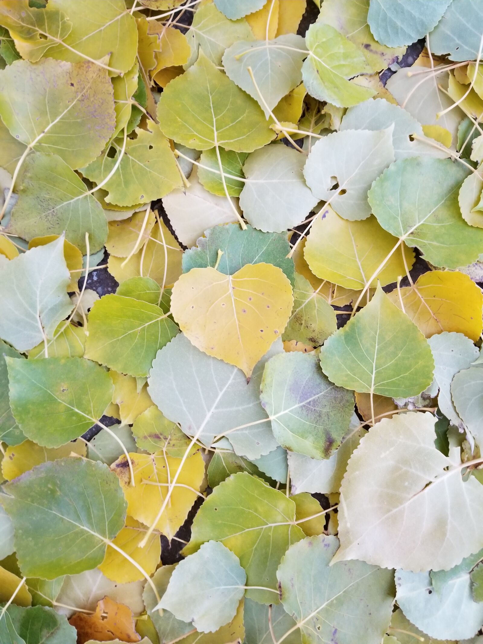 Samsung Galaxy S8 sample photo. Fall, leaves, heart photography
