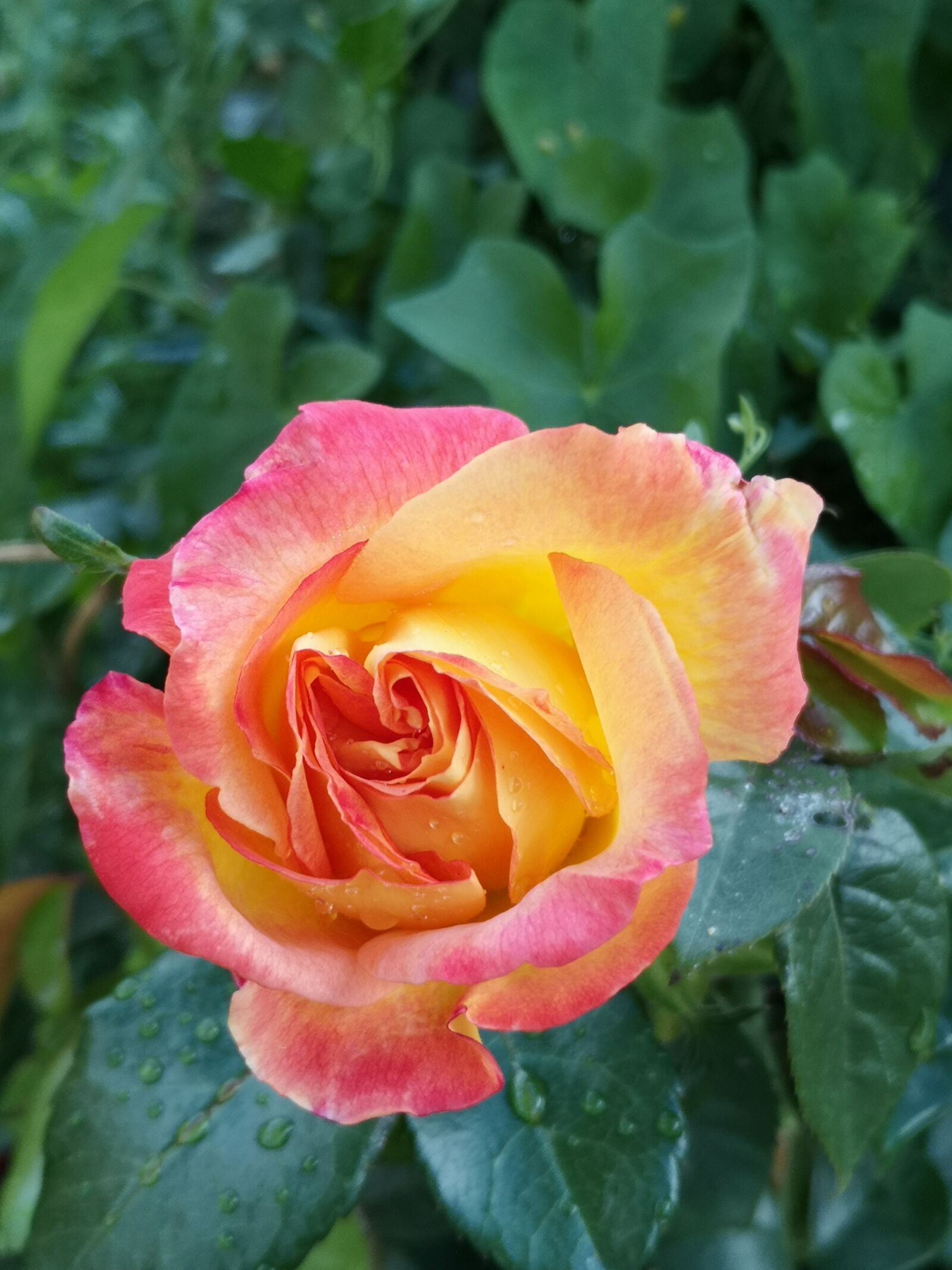 HUAWEI P20 sample photo. Rose, bloomed in the photography