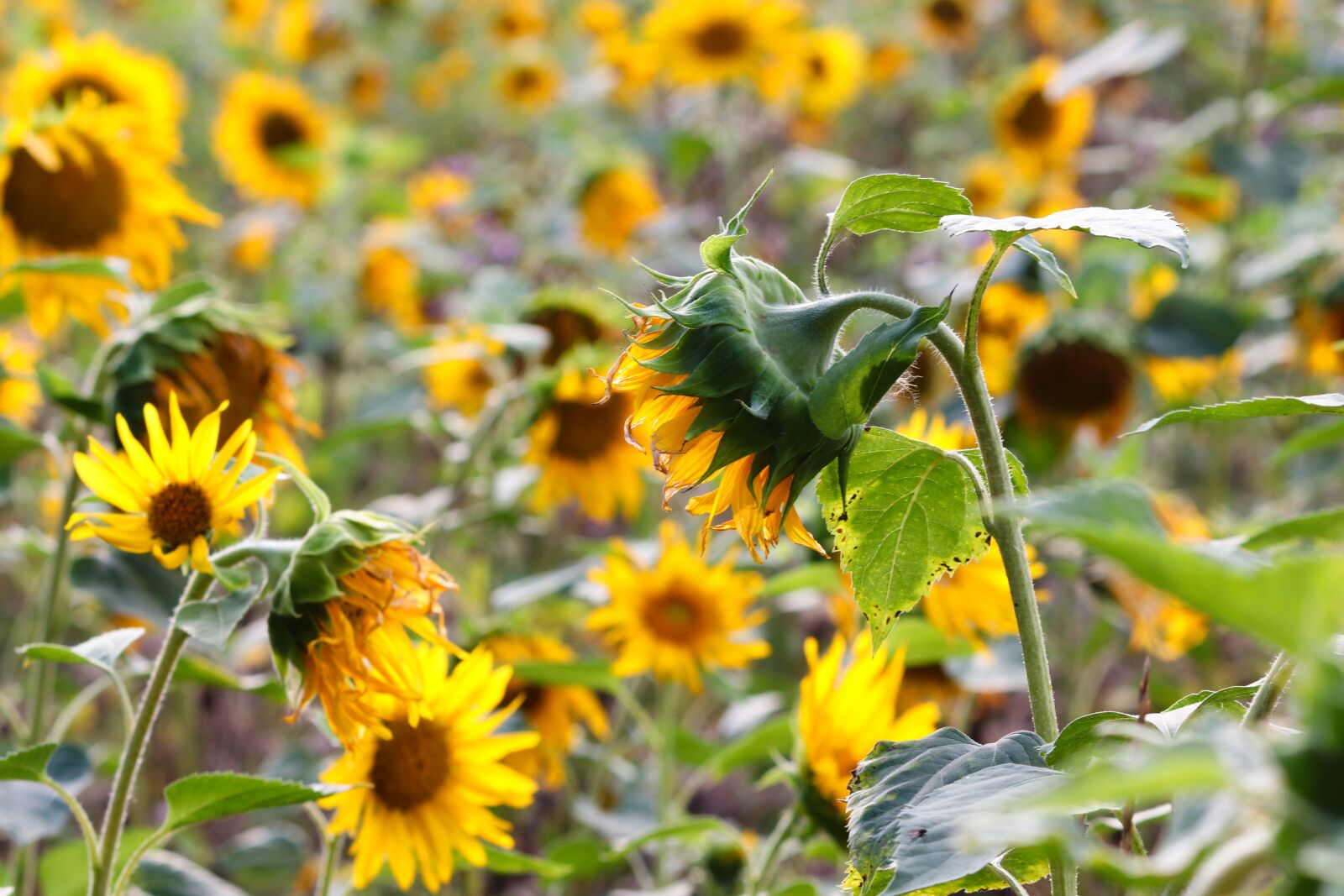 Canon EOS 200D (EOS Rebel SL2 / EOS Kiss X9) sample photo. Sunflower, sunflower field, wild photography