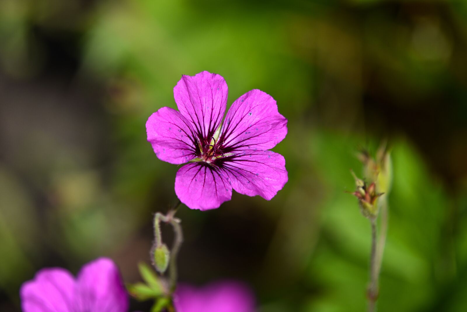 Nikon D750 sample photo. Cranesbill, geranium, flower photography