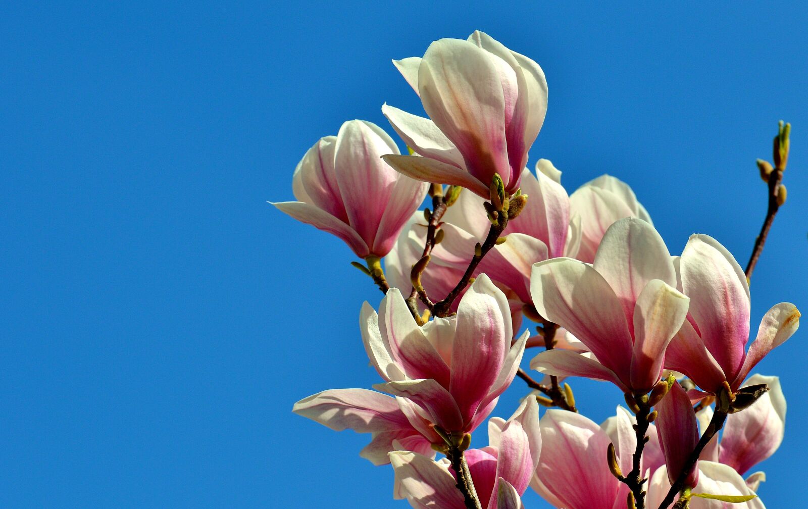 Nikon D3200 sample photo. Magnolia, spring, flowers photography