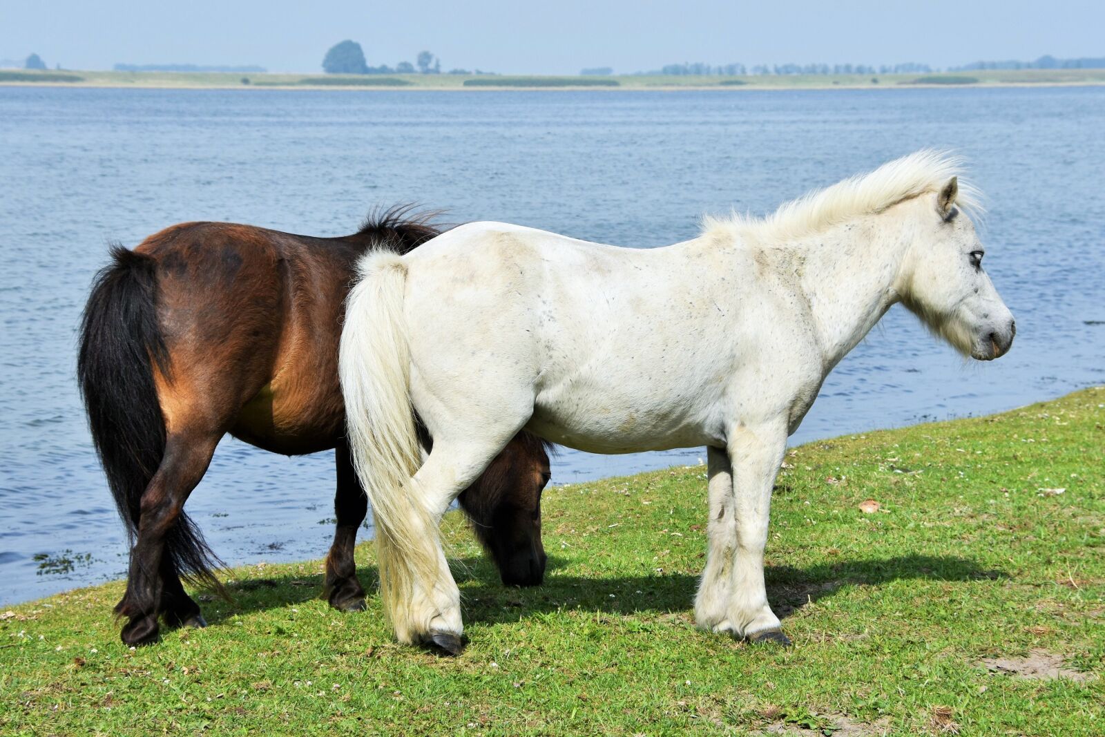 Nikon D7200 sample photo. Horse, pony, shetland photography