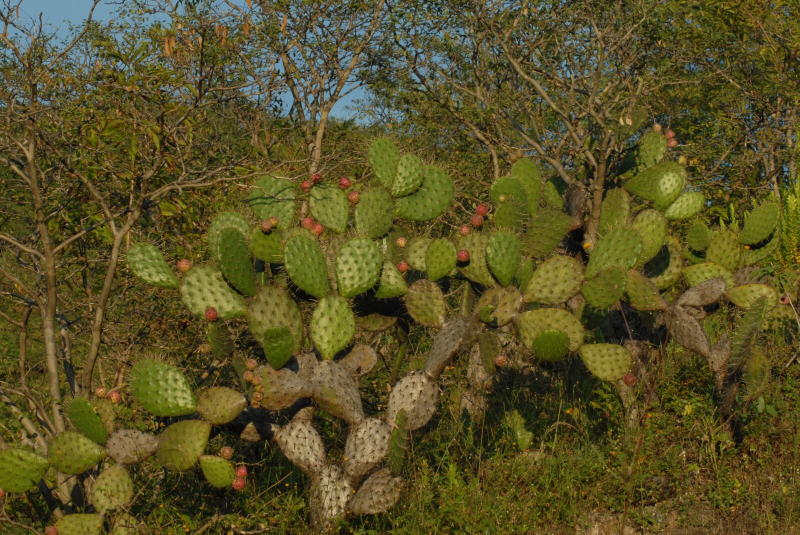 Nikon D200 sample photo. Cactus, tree, nature photography