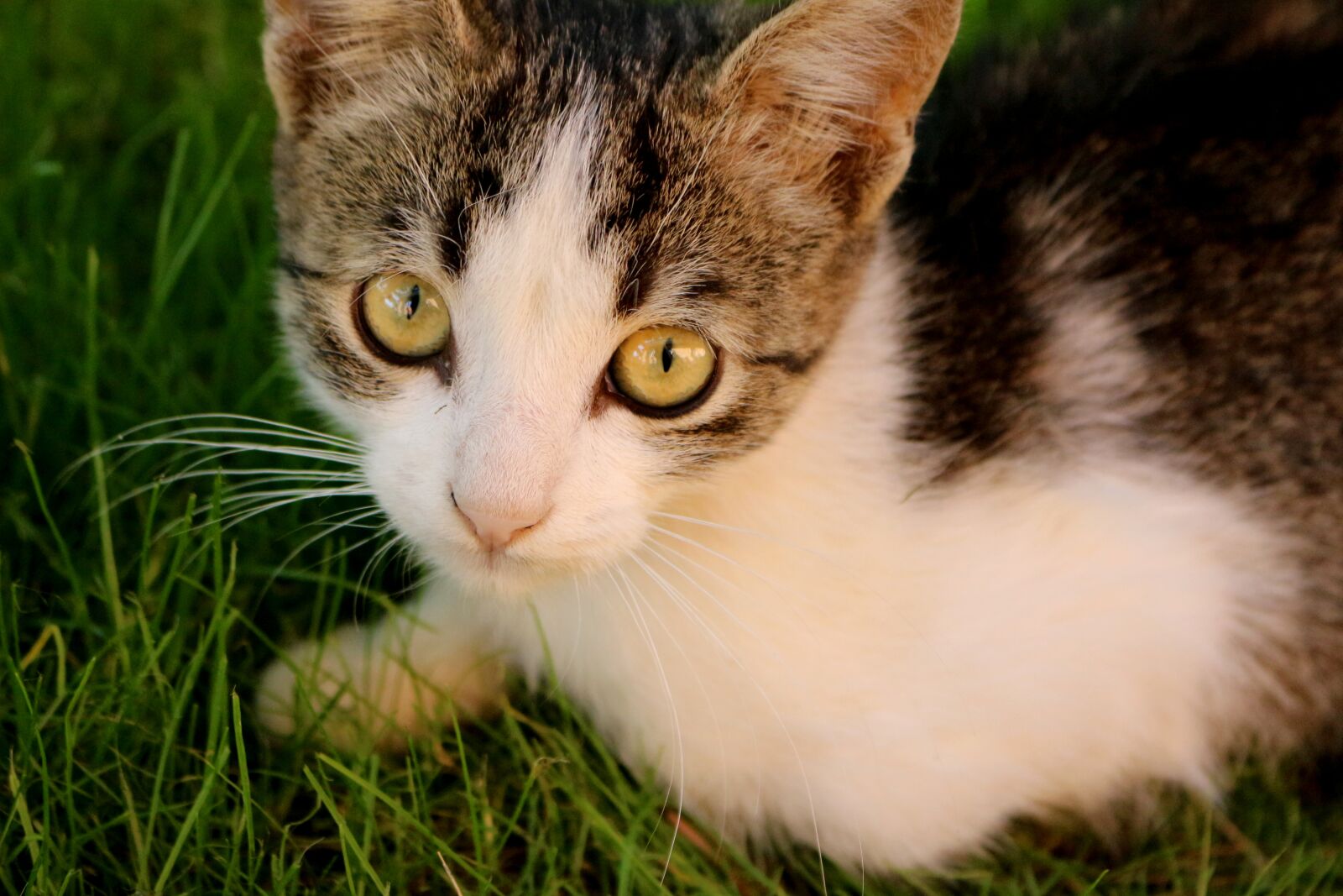 Canon EOS 100D (EOS Rebel SL1 / EOS Kiss X7) sample photo. Cat, eye, green eyes photography