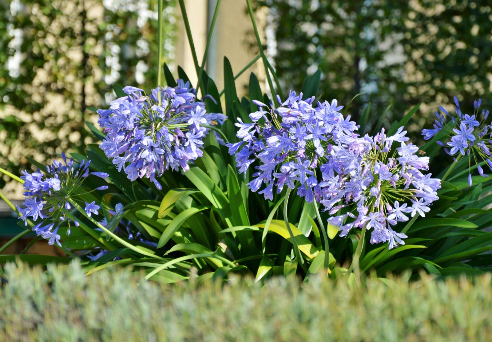 Nikon D3200 sample photo. Agapanthus, volga lily, agapanthus photography