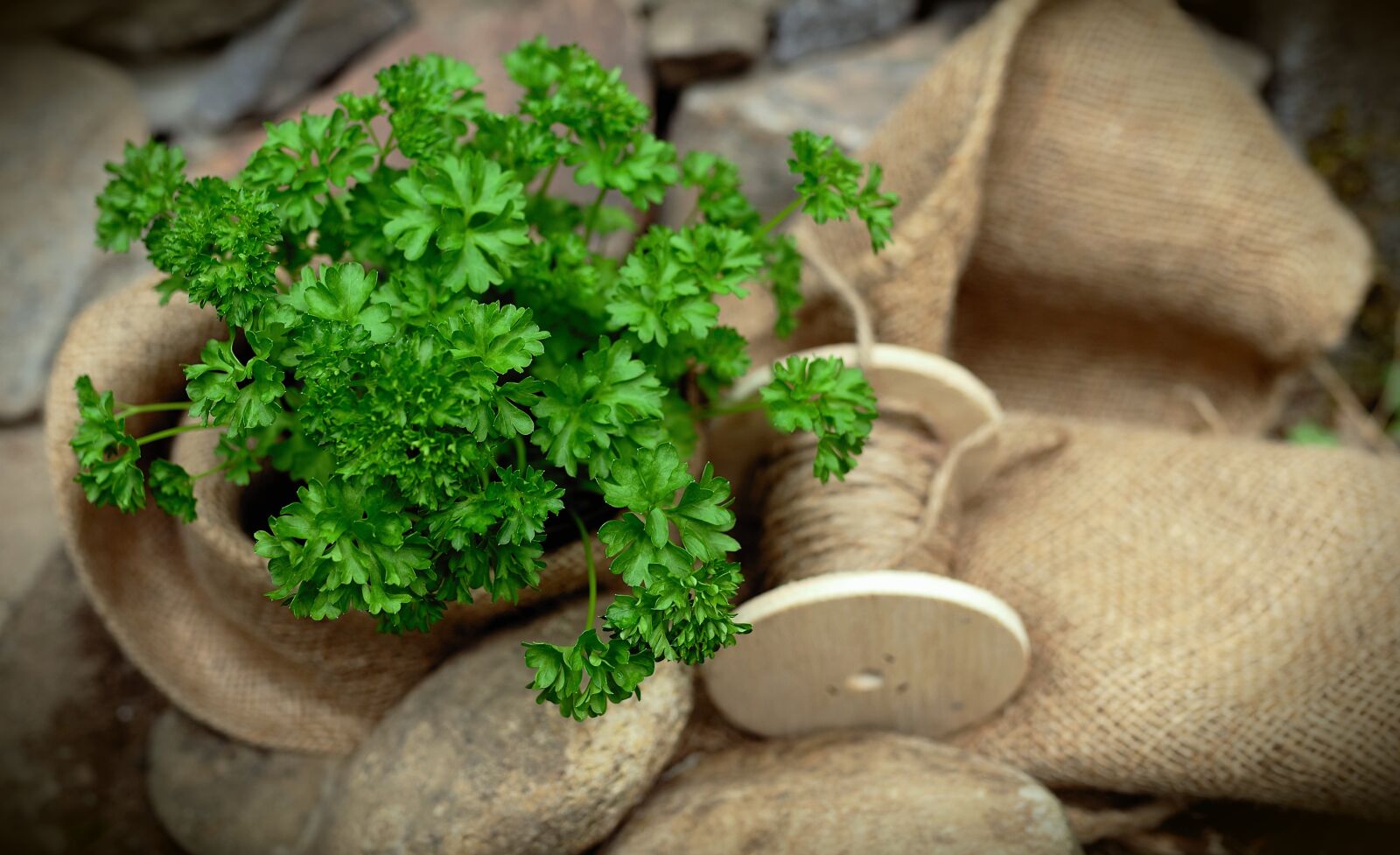 Nikon D610 sample photo. Parsley, culinary herbs, green photography