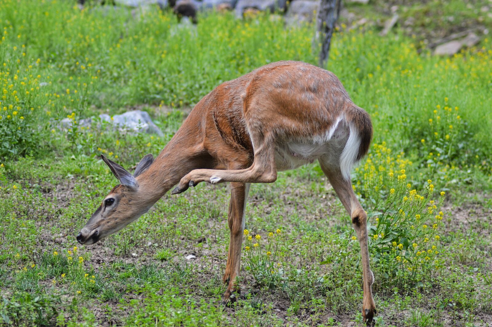 Nikon D3200 sample photo. Deer, white tail, nature photography