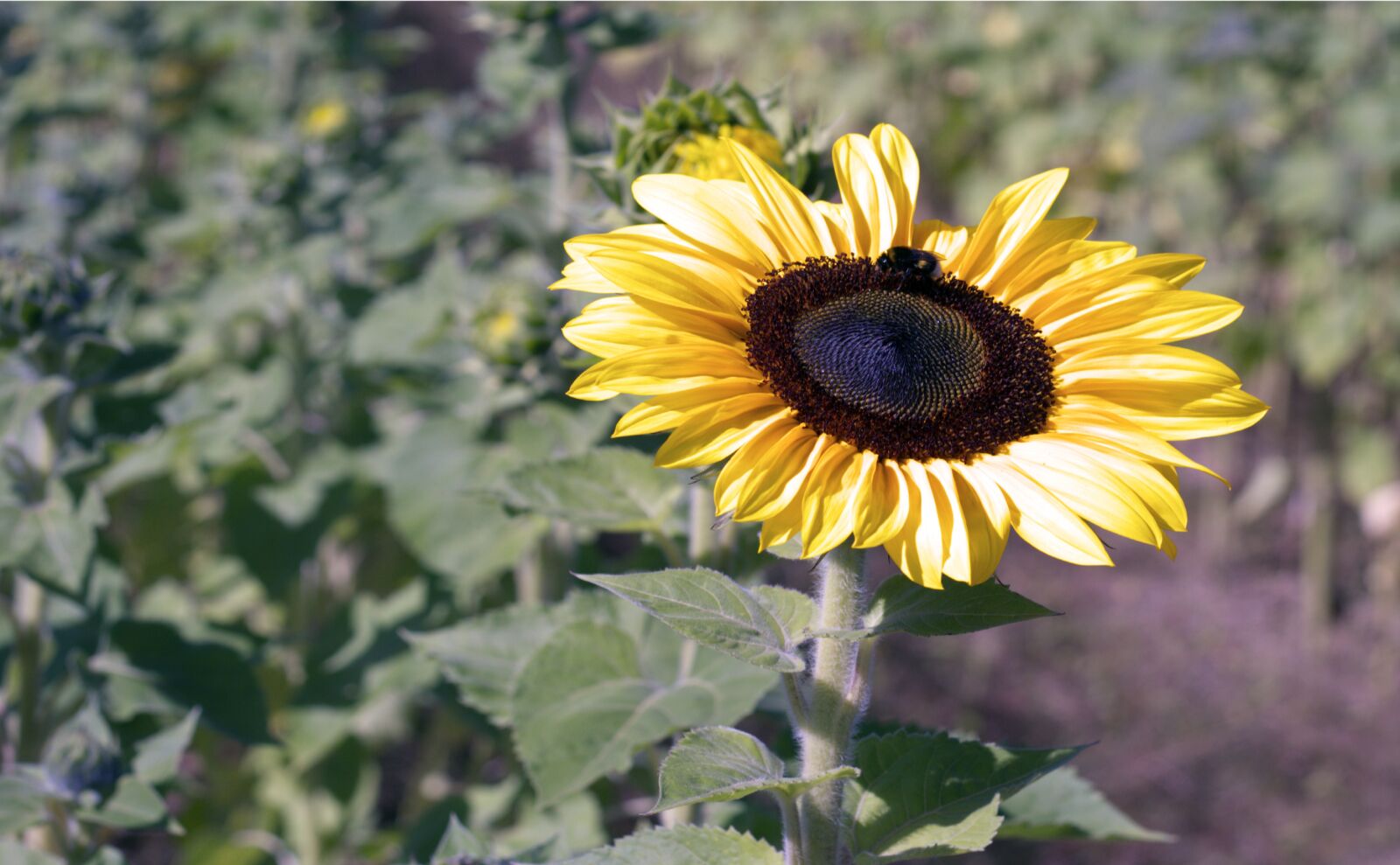 Canon EOS 1200D (EOS Rebel T5 / EOS Kiss X70 / EOS Hi) + Canon EF 50mm F1.8 STM sample photo. Summer, sun, sunflower photography