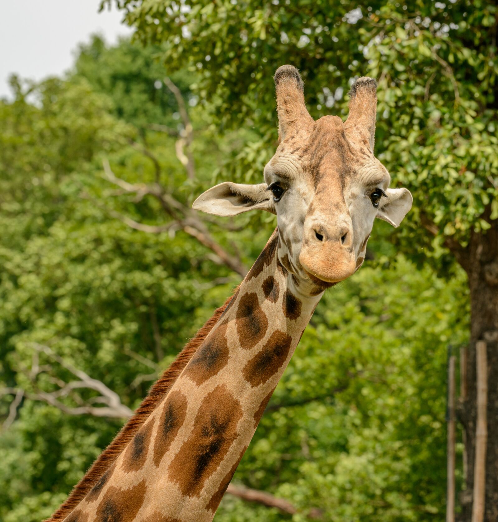 Nikon D800E sample photo. Giraffe, portrait, neck photography