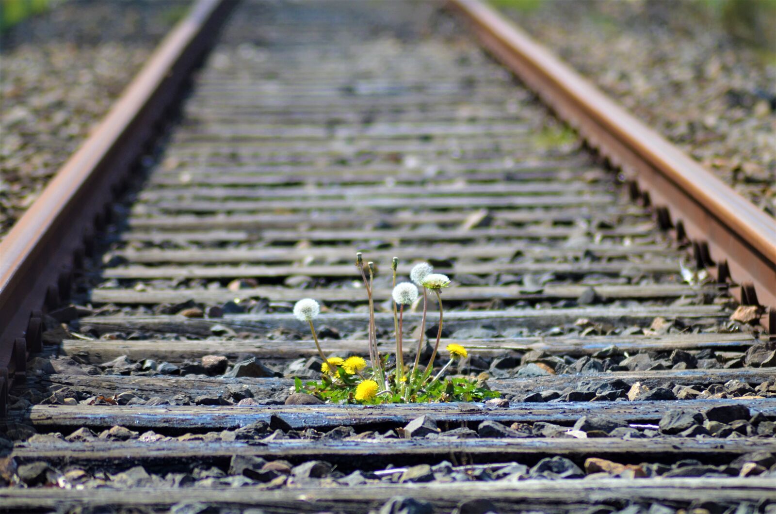 Nikon D5100 sample photo. Route, flowers, railway photography