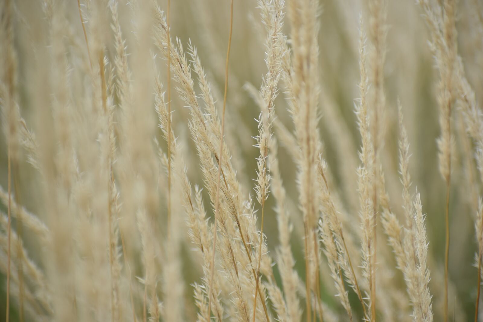 Nikon D5300 sample photo. Background, fleure, branch photography