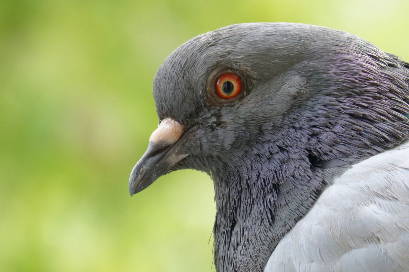 Panasonic DMC-FZ62 sample photo. Pigeon, feather, bird photography