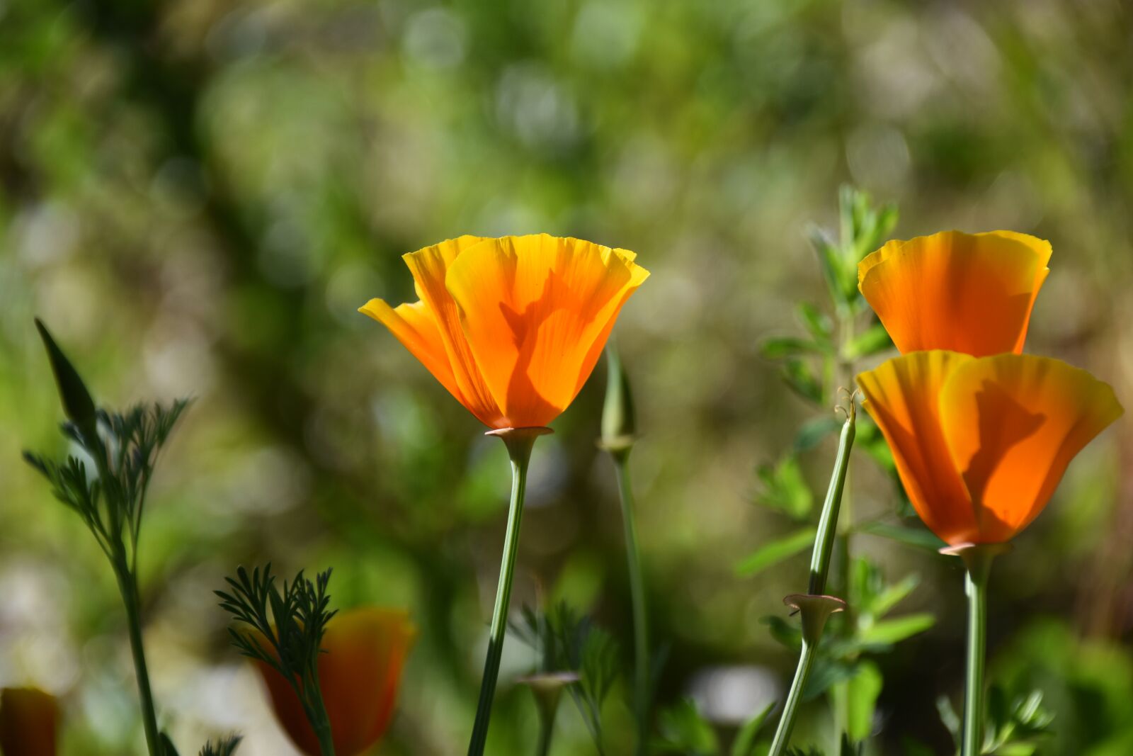 Nikon D5600 sample photo. Flowers plants, spring-flowering, botany photography