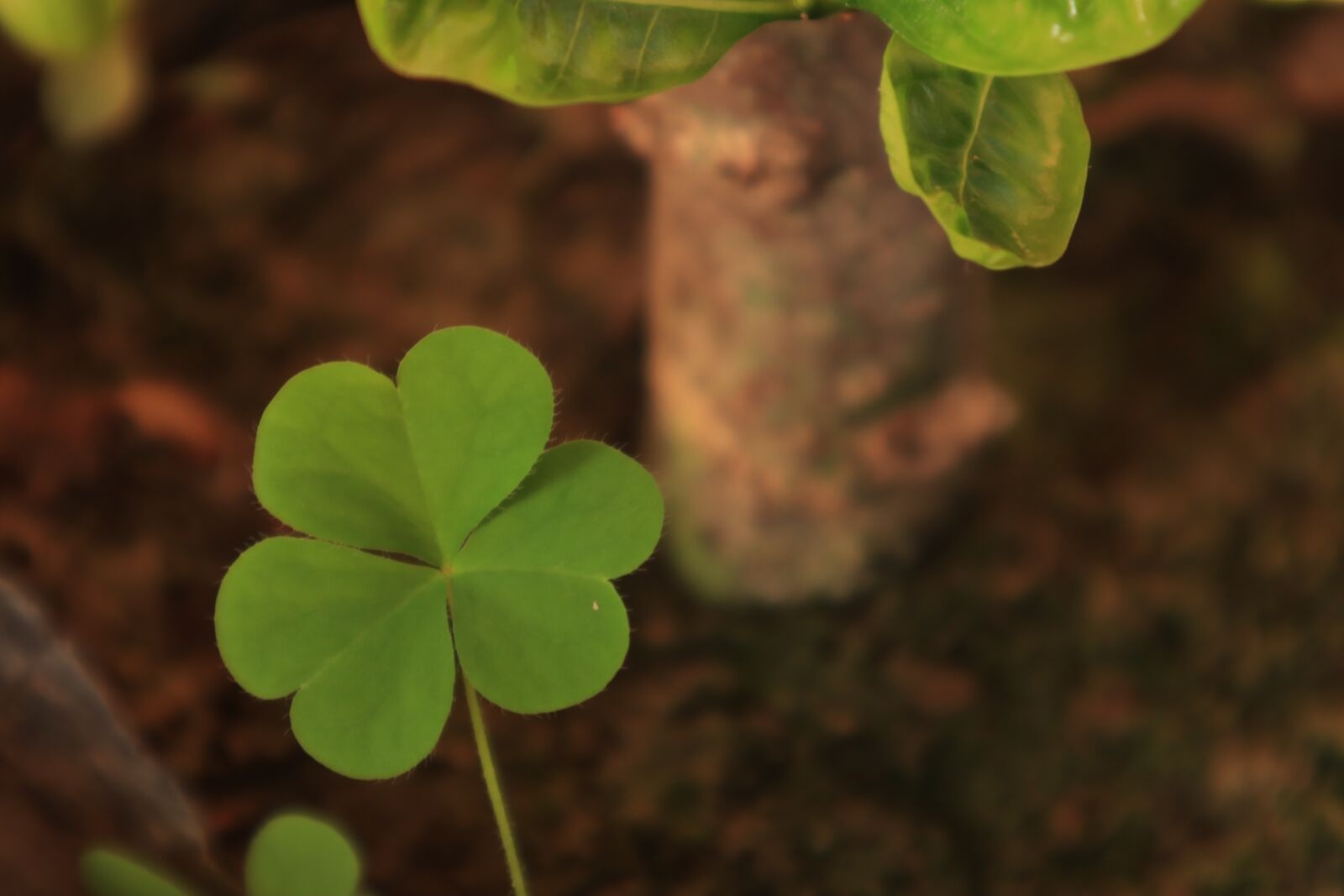 Canon EOS M50 (EOS Kiss M) sample photo. The leaves, neck, tree photography