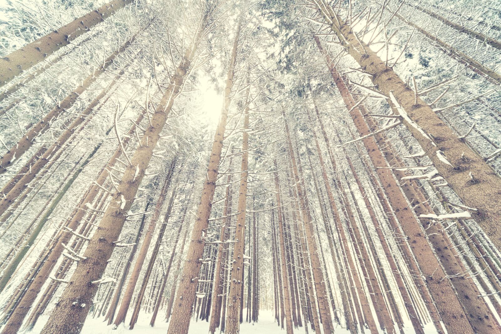 Canon EOS 5D sample photo. Snow, forest, light photography