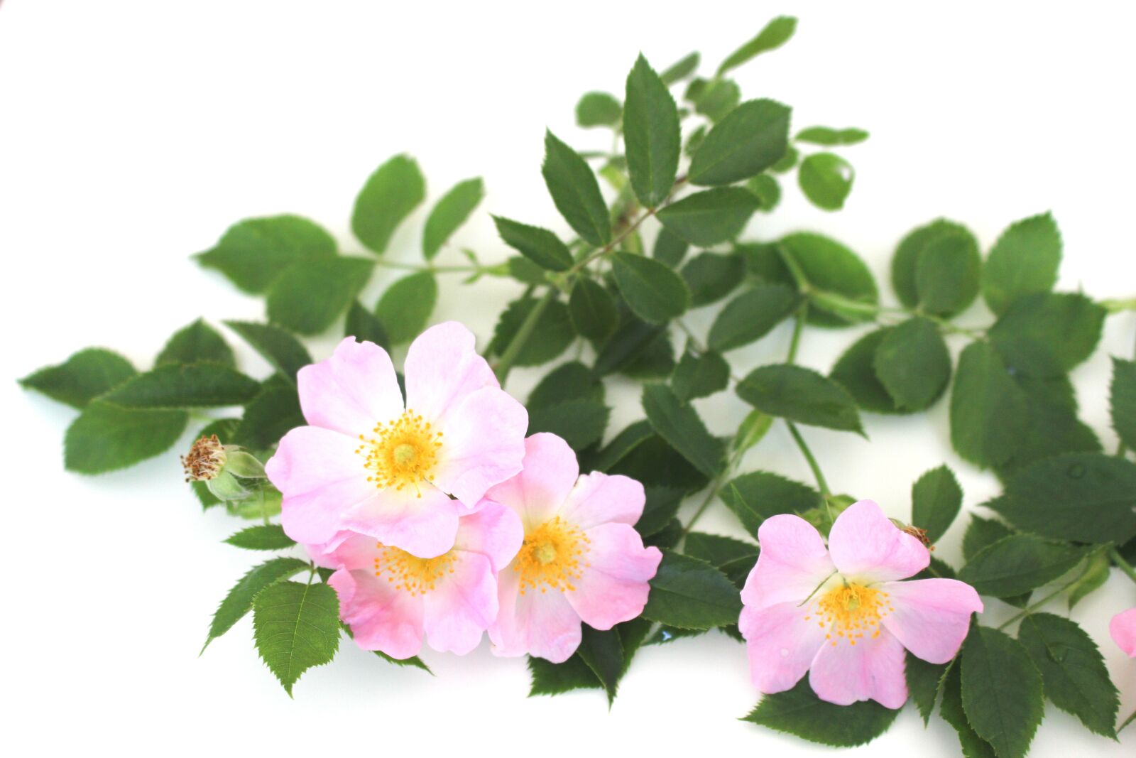 Canon EOS 700D (EOS Rebel T5i / EOS Kiss X7i) sample photo. Rose, blossom, bloom photography