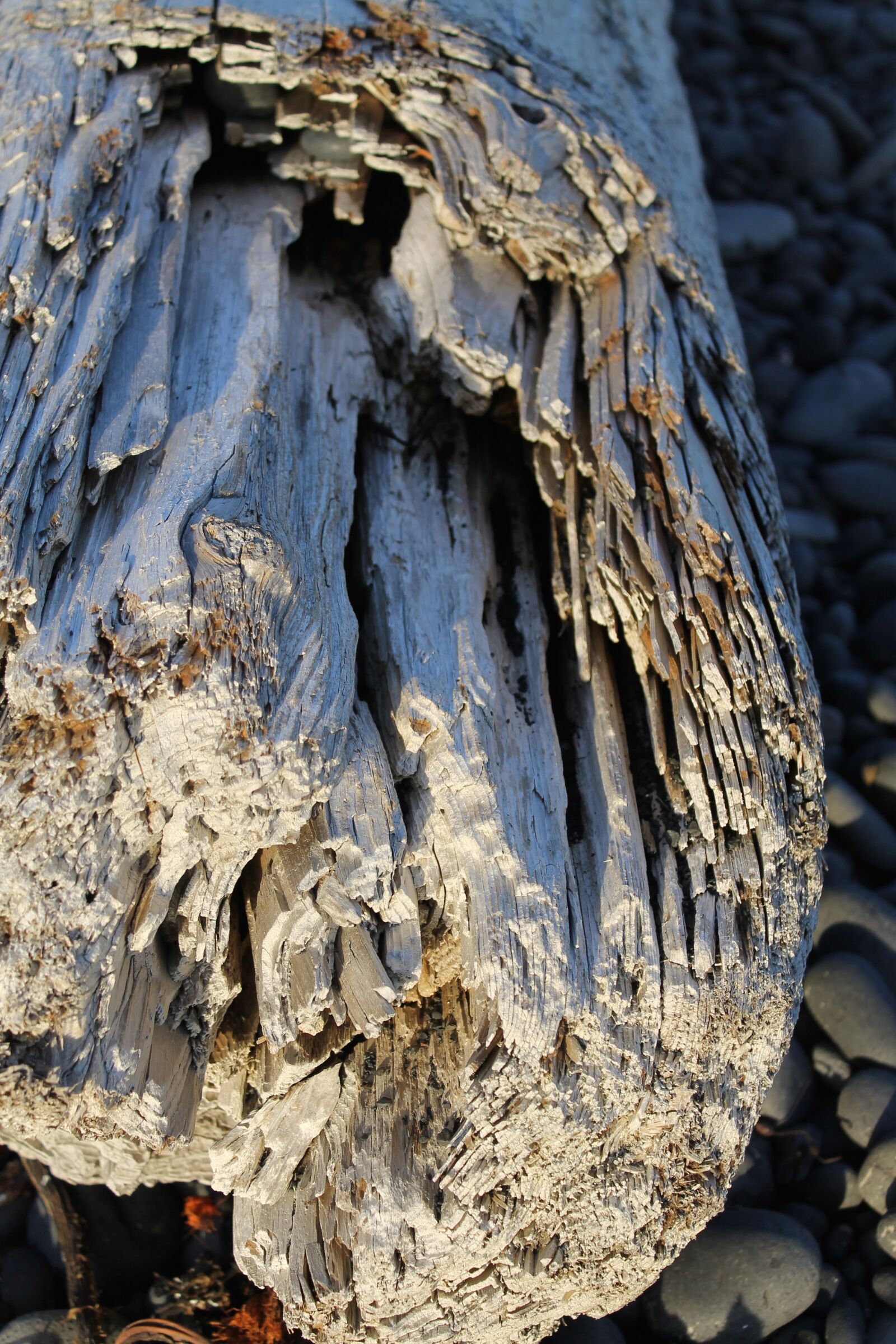 Canon EOS 1100D (EOS Rebel T3 / EOS Kiss X50) sample photo. Drift wood, tree, tribe photography