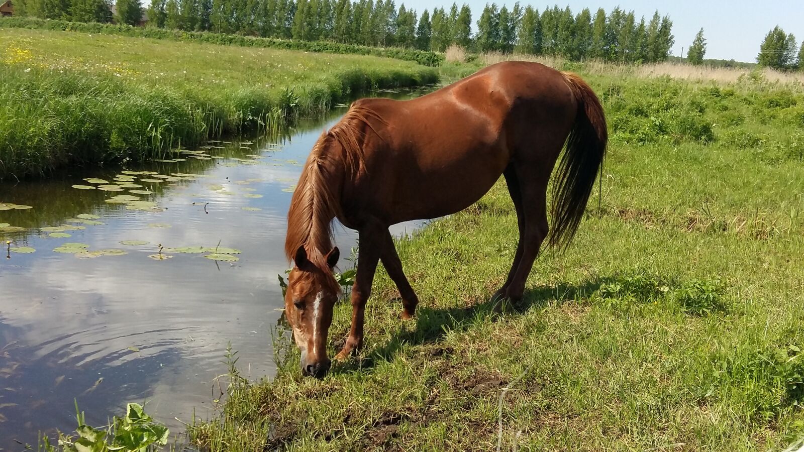 Samsung Galaxy A5 sample photo. Horse, horses, equine photography