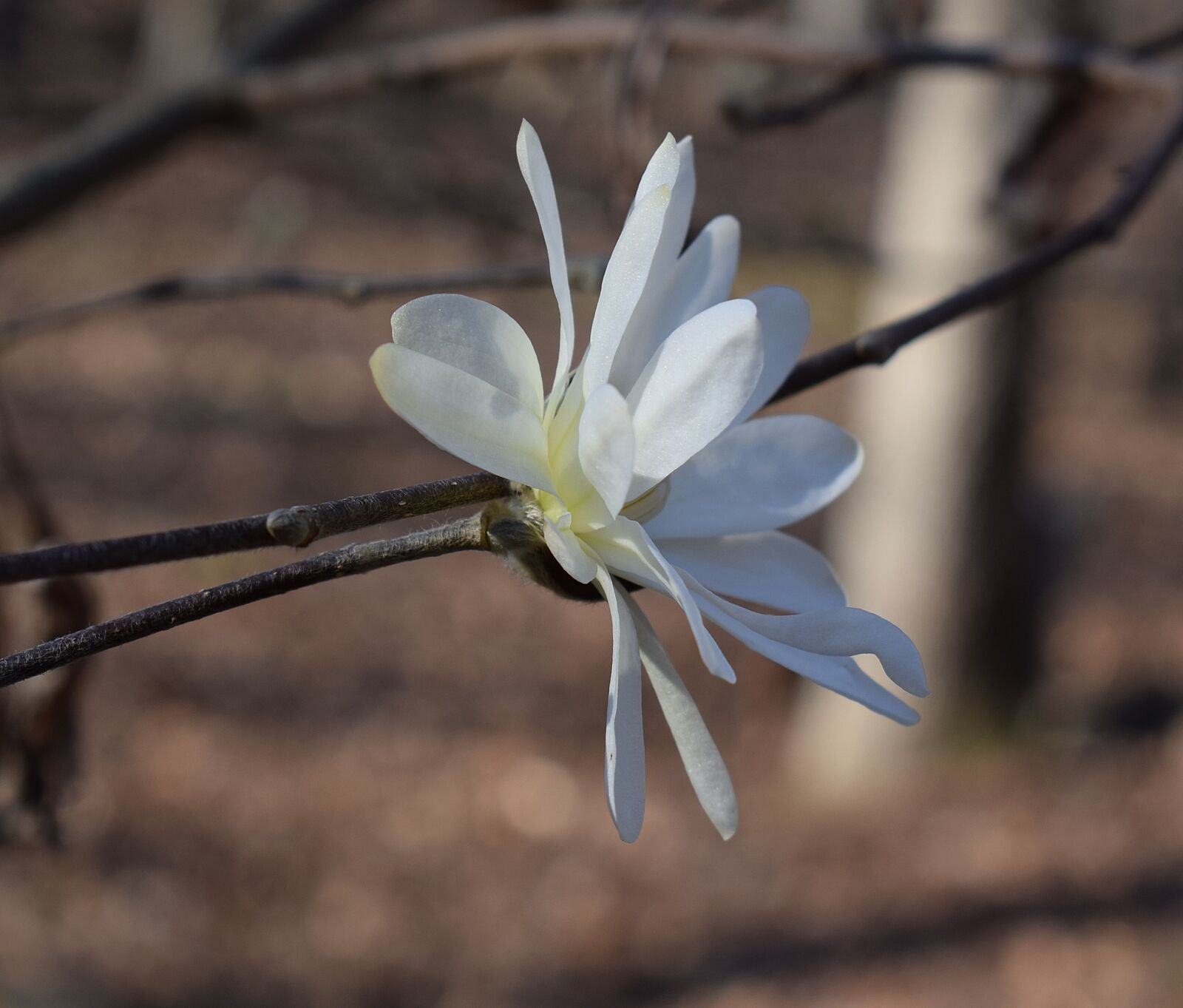 Nikon D3300 sample photo. Star magnolia side view photography