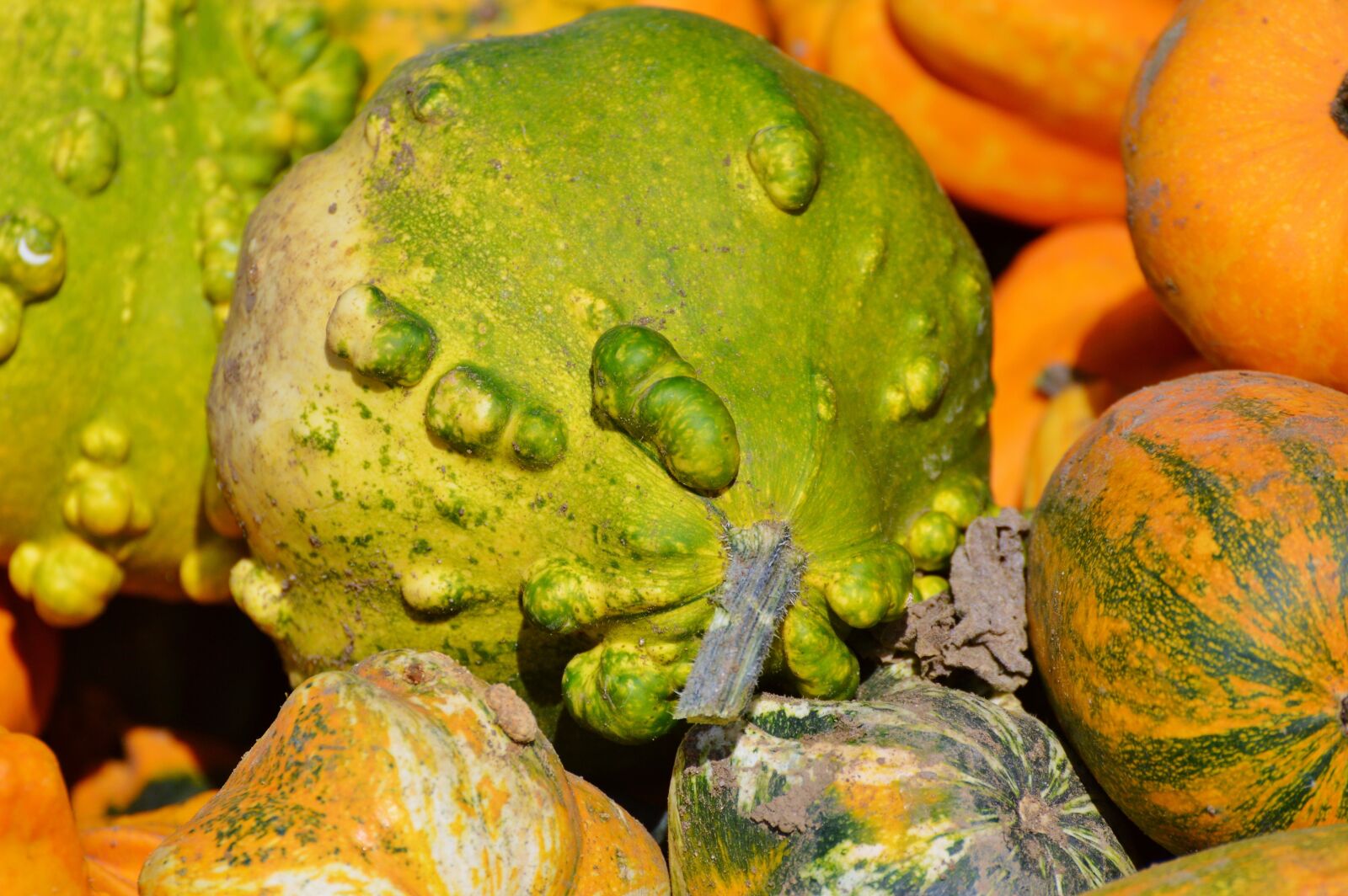 Nikon D3200 sample photo. Pumpkin, fruit, orange photography