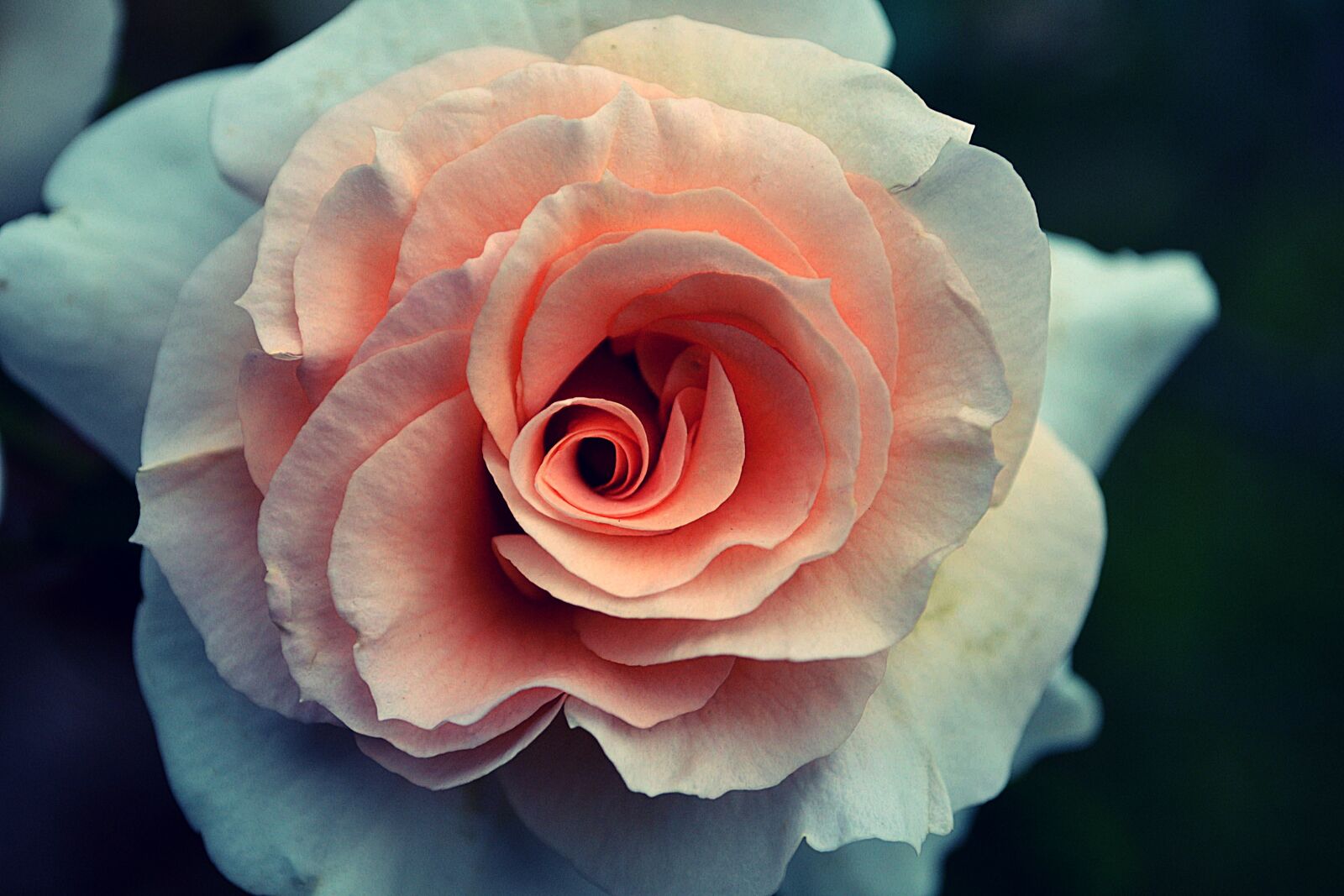 Nikon D3100 sample photo. Rose, pink, flower photography