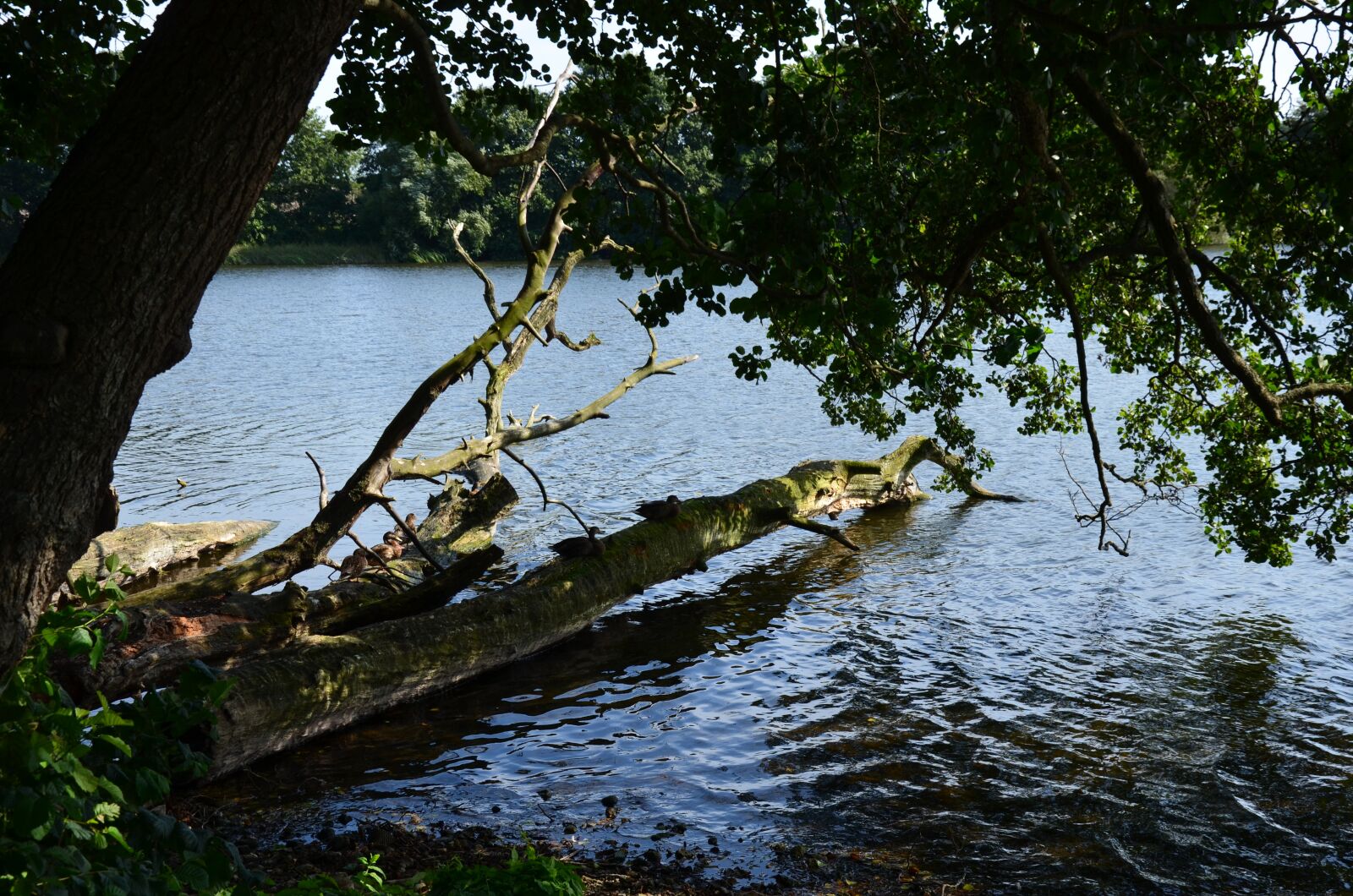 Nikon D5100 sample photo. Lake, tree, dead wood photography