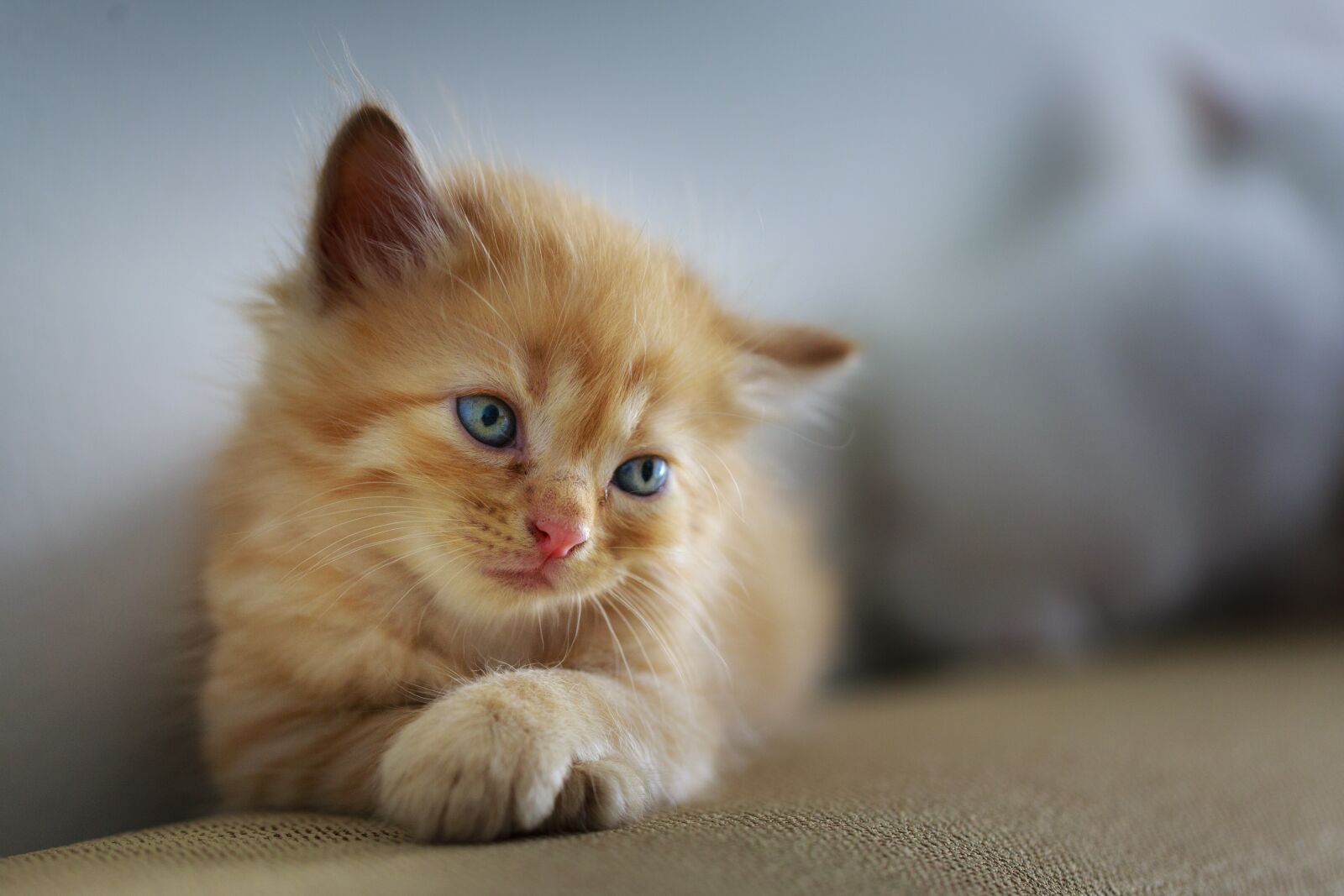 Canon EF 100mm F2.8L Macro IS USM sample photo. Cat, sad, cute photography