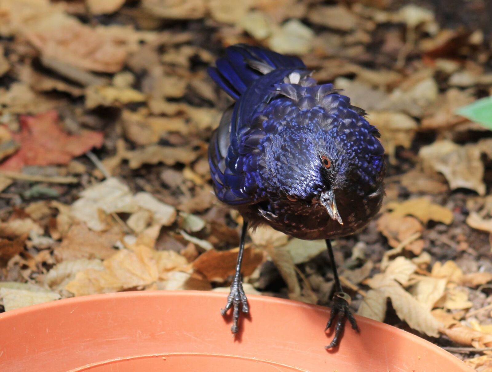 Canon EF 75-300mm f/4-5.6 sample photo. Madagascar drongo, bird, animal photography