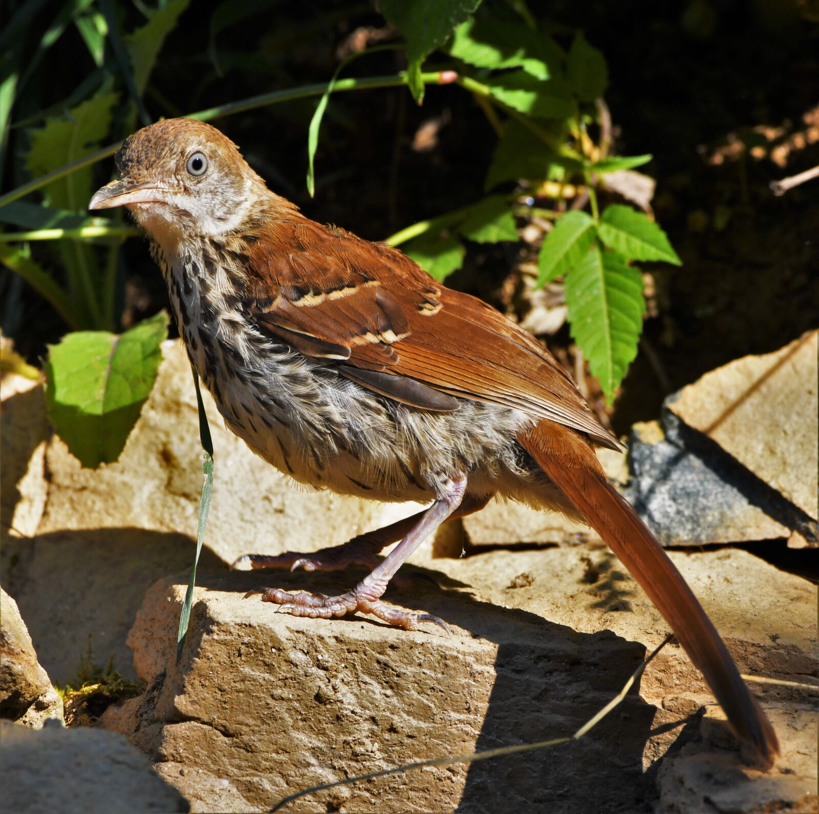 Nikon D850 sample photo. Bird, feathers, brown photography