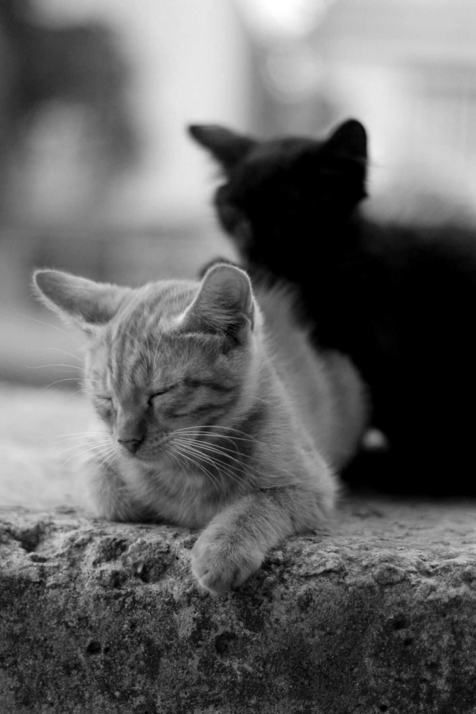 Canon EOS 1100D (EOS Rebel T3 / EOS Kiss X50) sample photo. Cats, black and white photography
