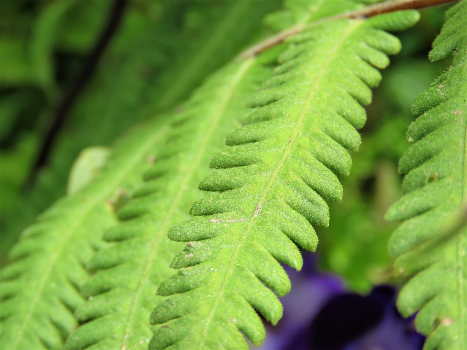 Canon PowerShot SX60 HS sample photo. Leaf, flora, fern photography
