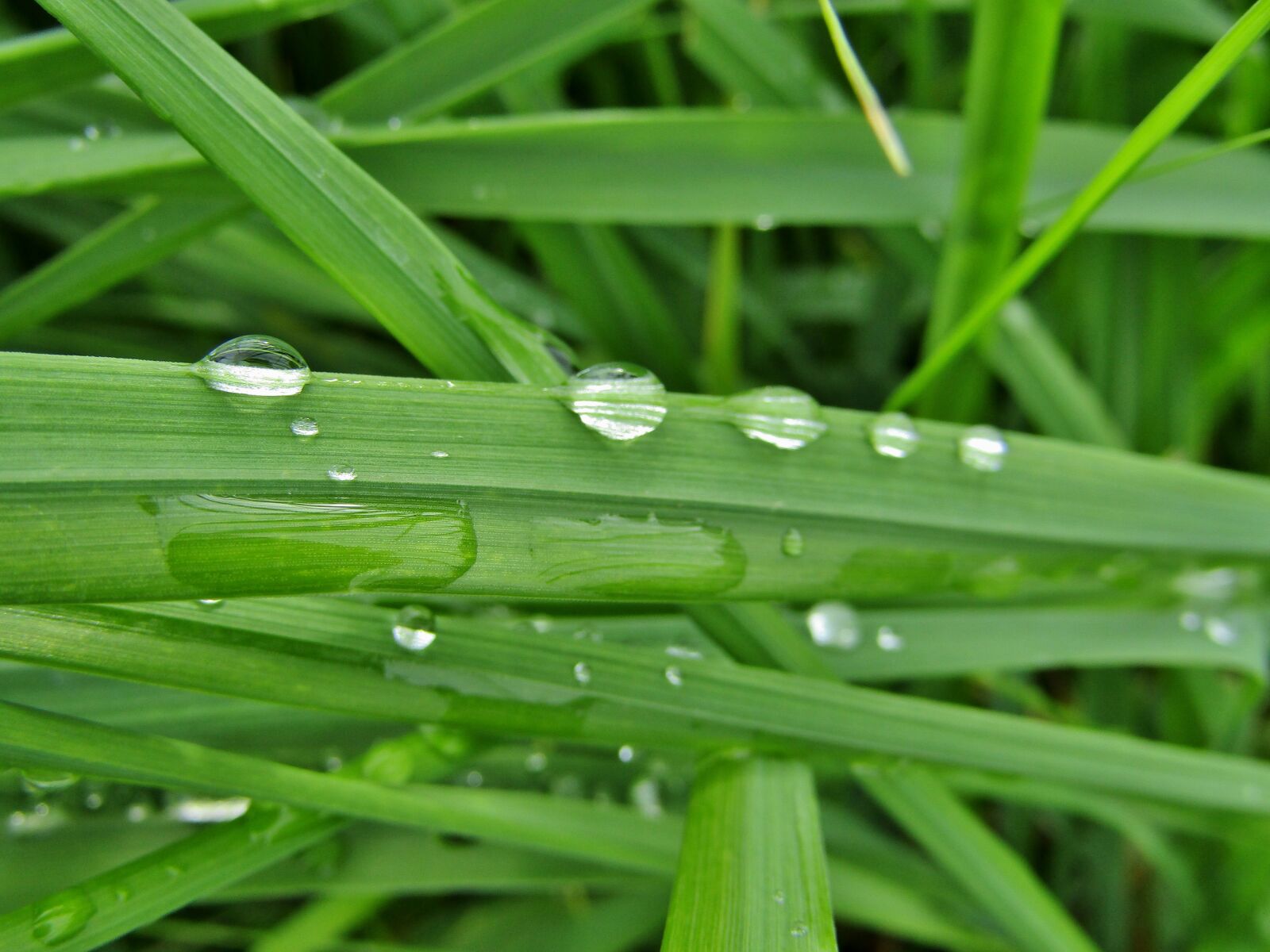 Canon POWERSHOT SX432 IS sample photo. Grass, green, raindrop photography