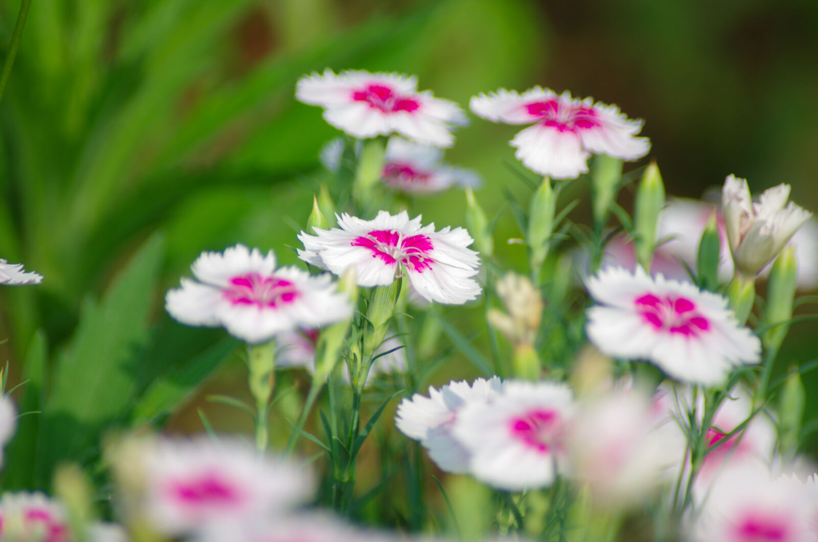Sigma sample photo