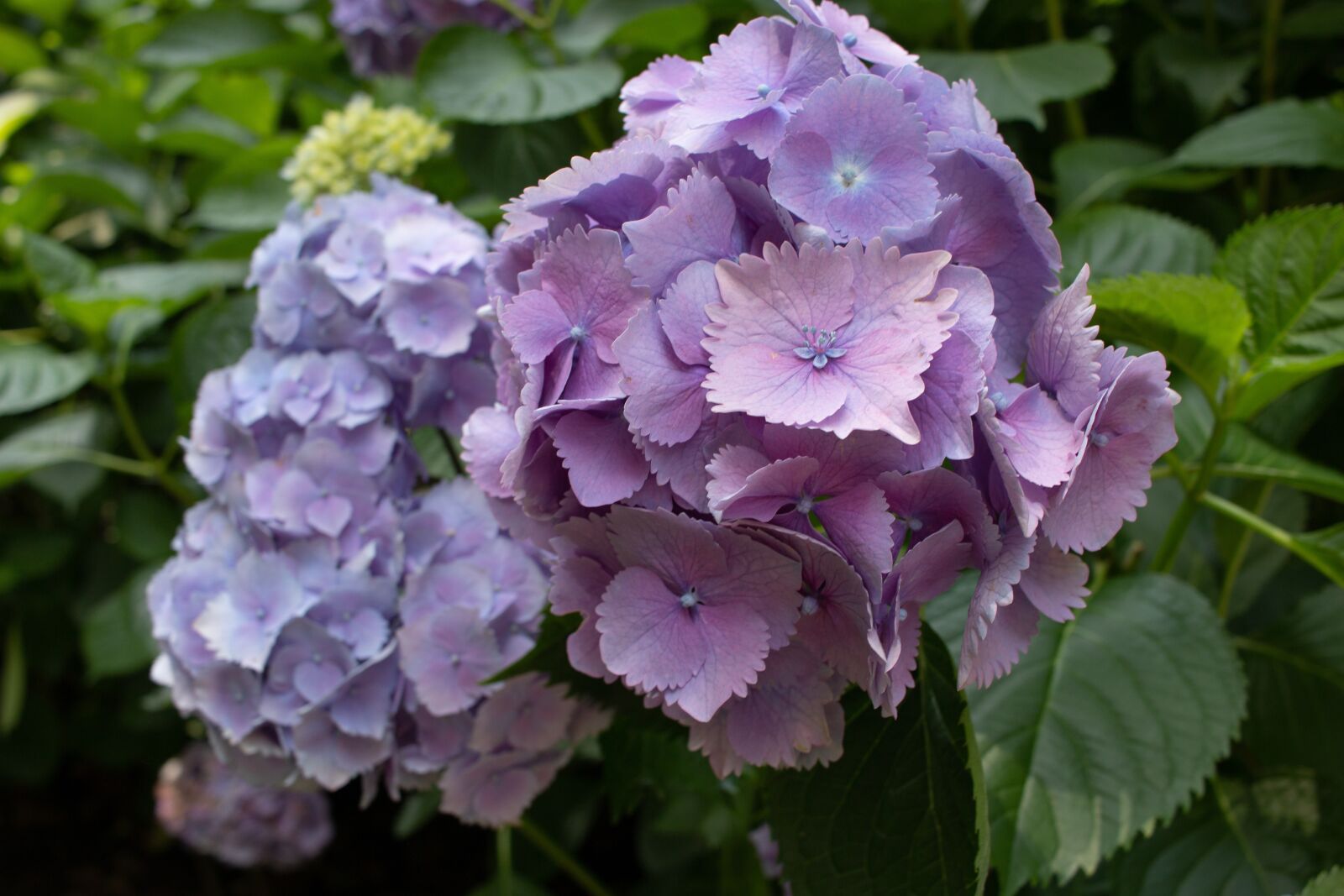 Canon EF-S 24mm F2.8 STM sample photo. Hydrangea, flower, pink photography