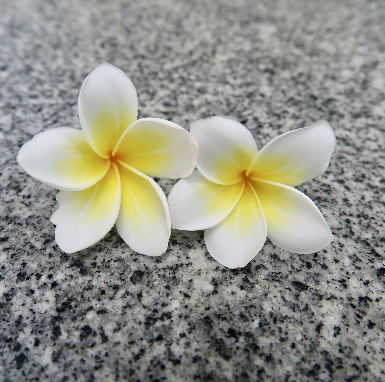Canon PowerShot G3 X sample photo. Flower, nature, plant photography