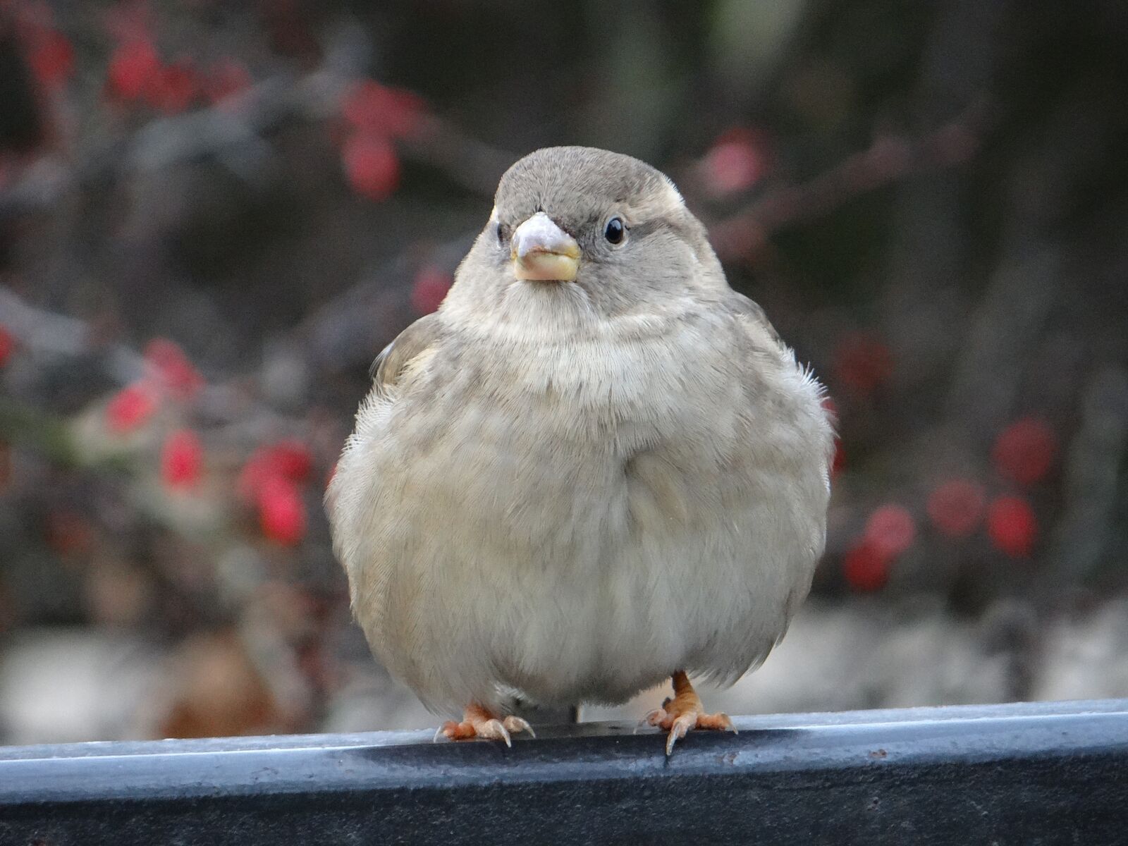 Sony DSC-HX200V sample photo. The sparrow, bird, gray photography