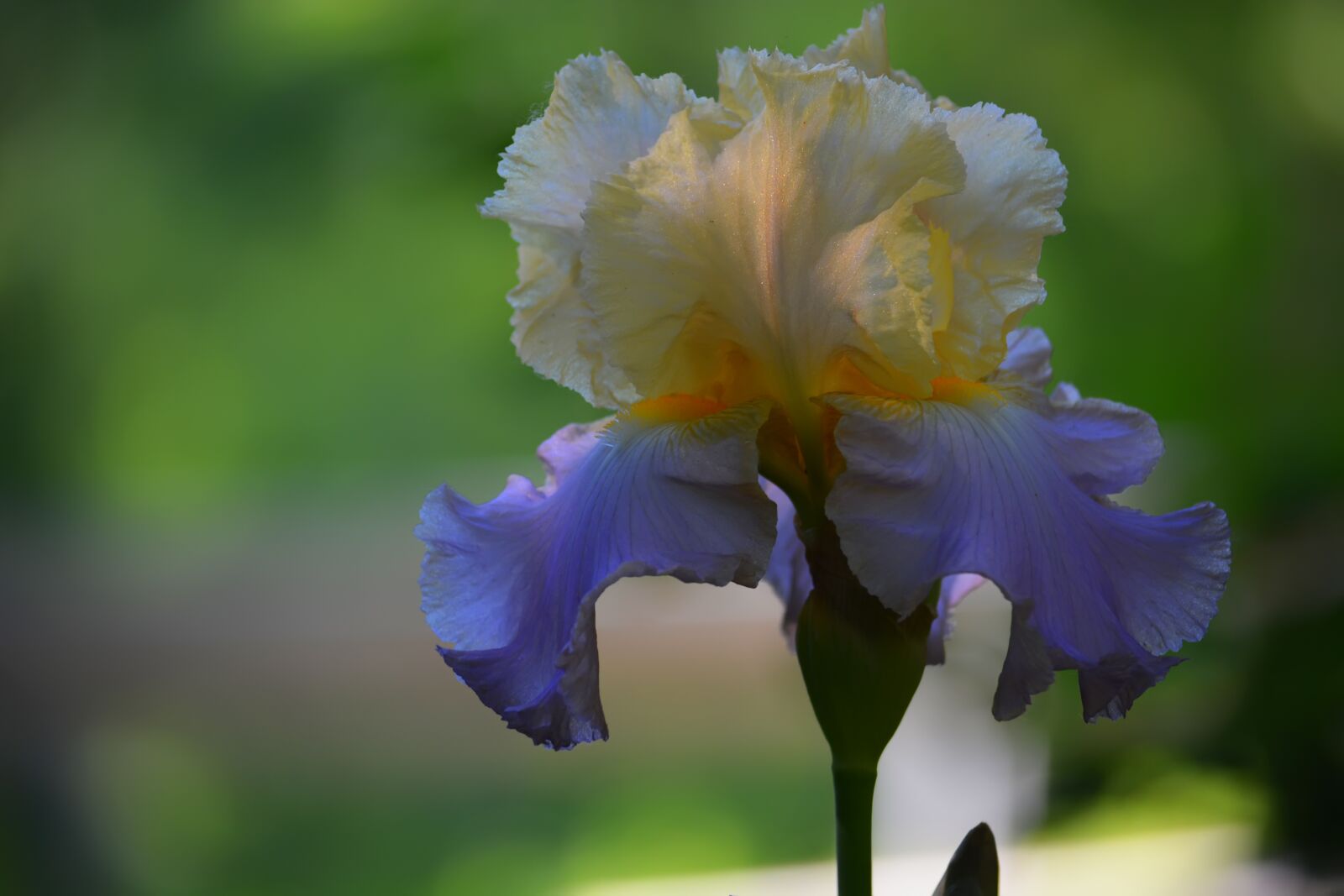 Nikon D5200 sample photo. Iris, flowers, spring photography