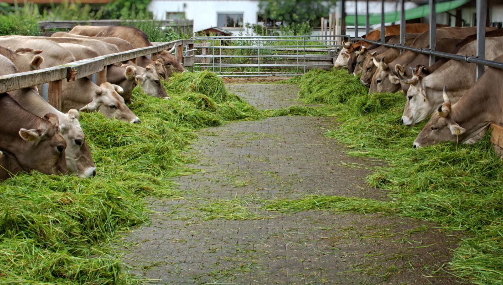 Nikon D7100 sample photo. Food, eat, grass photography