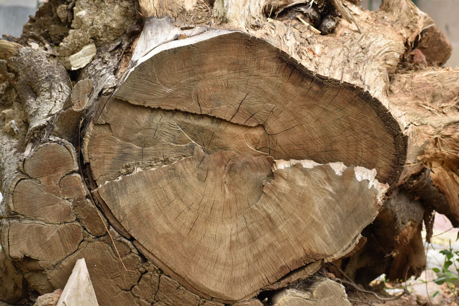 Nikon D5600 sample photo. Trunk, wood, tree photography