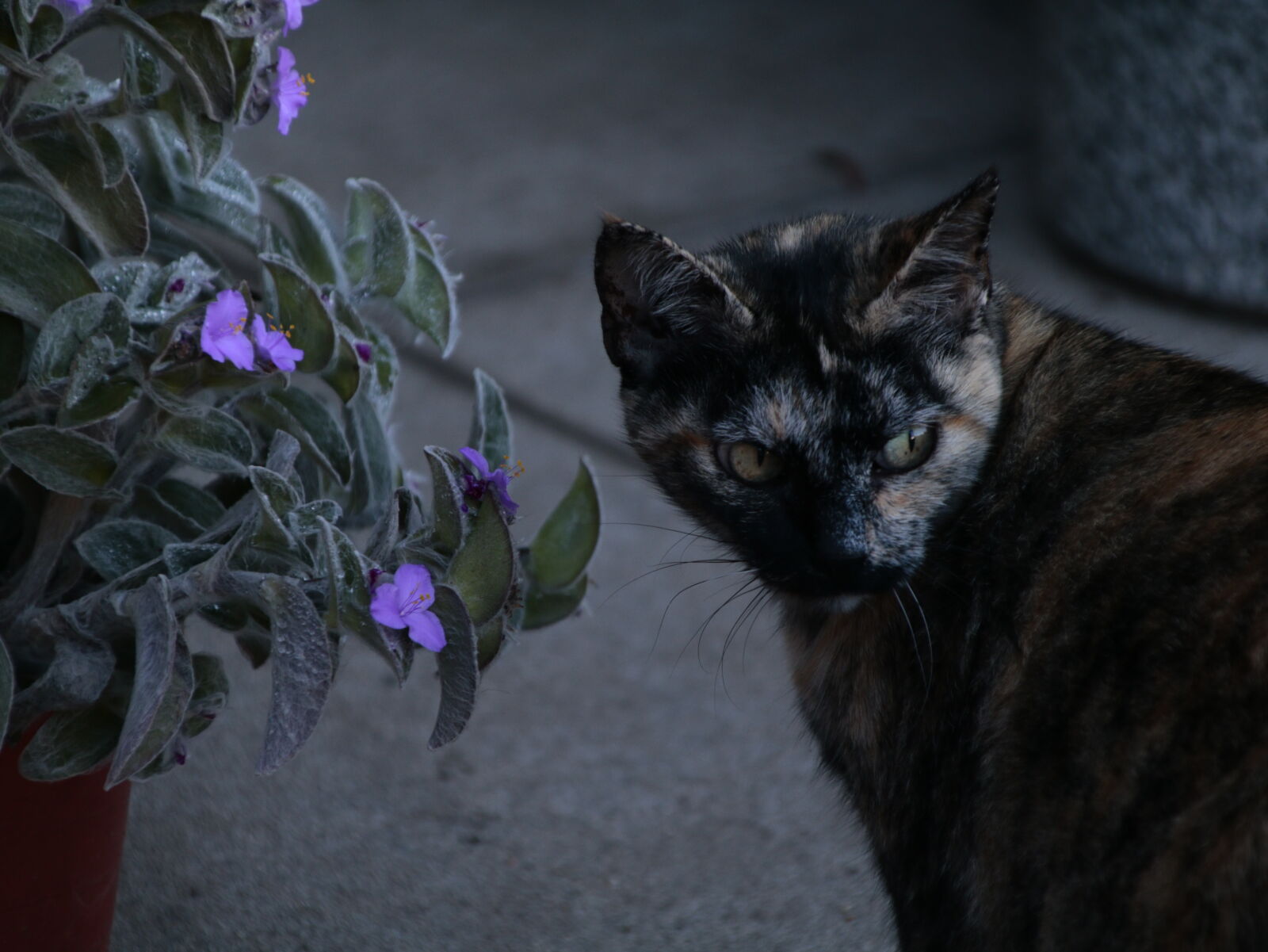 Canon EOS 750D (EOS Rebel T6i / EOS Kiss X8i) sample photo