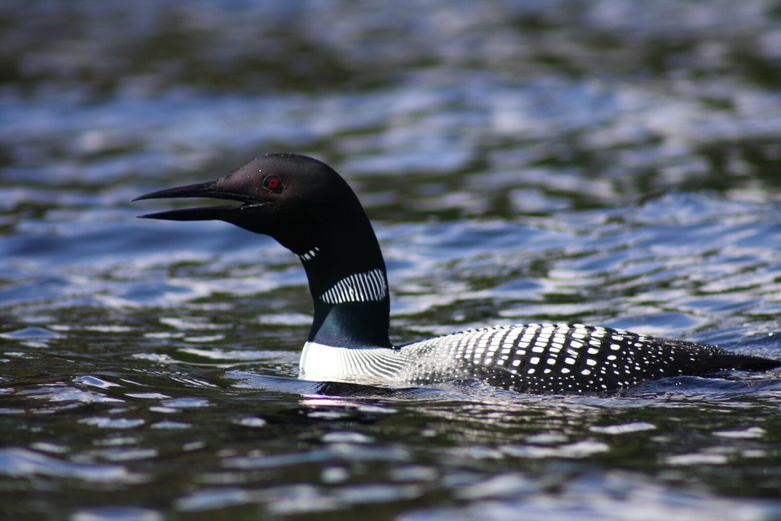 Canon EOS 1000D (EOS Digital Rebel XS / EOS Kiss F) sample photo. Loon, water, bird photography