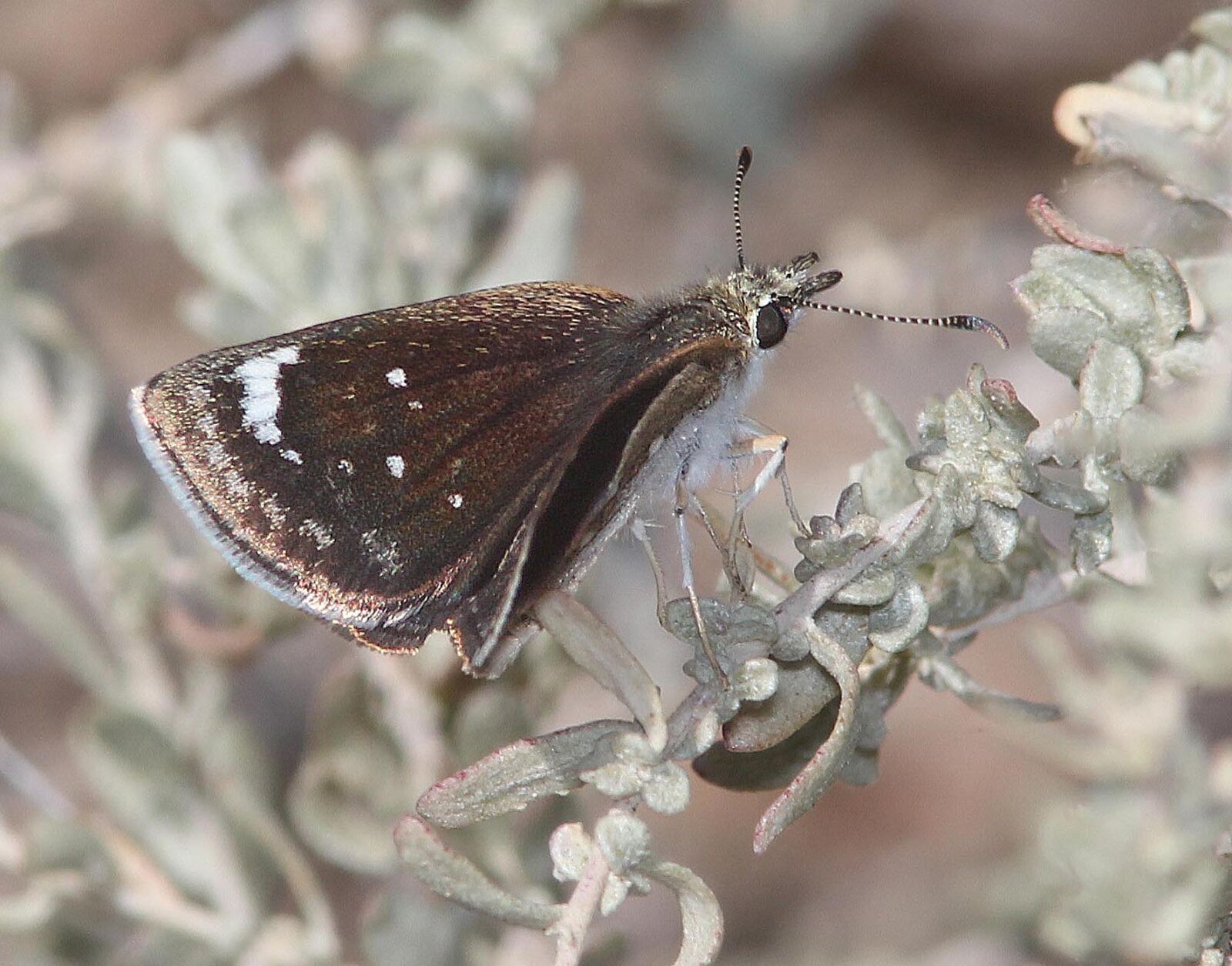 Canon EF 300mm F4L IS USM sample photo