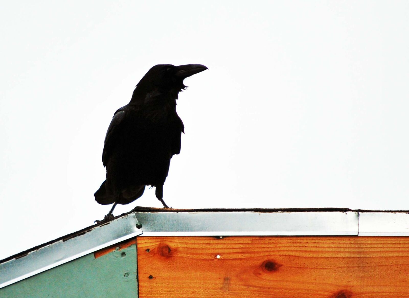 Nikon D60 sample photo. Raven, rooftop, black photography