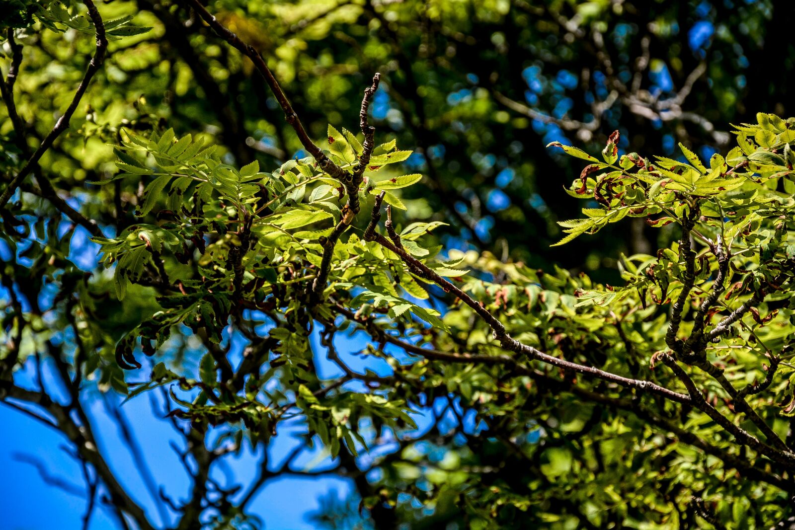 Nikon D5200 sample photo. Spring, leaves, tree photography