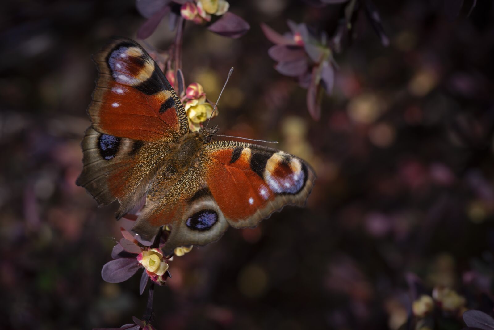Nikon D810 sample photo. Painted peacock, butterfly, insect photography